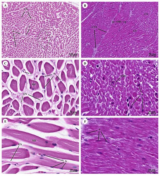 Low and high magnification of histological section of muscular tissue from visceral striated muscle of esophagus (A, C and E) and smooth muscle of stomach (B, D and F).