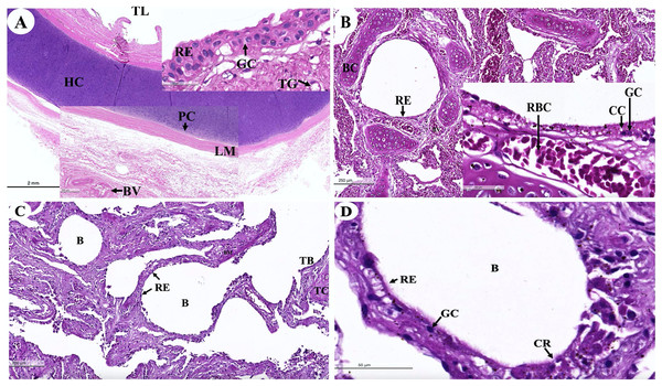 Low and high magnification of histological sections of the trachea (A), bronchus (B), bronchiole (C and D).