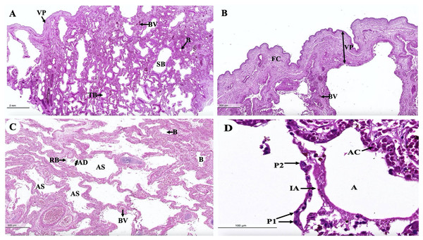Low and high magnification of histological sections of the intra-lung structure (A), visceral pleura (B), alveolar lining (C and D).