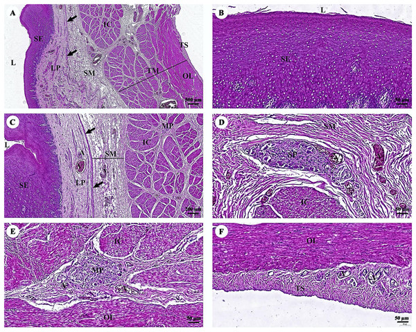 (A–F) Light microscopy micrographs at different magnifications of the esophagus.