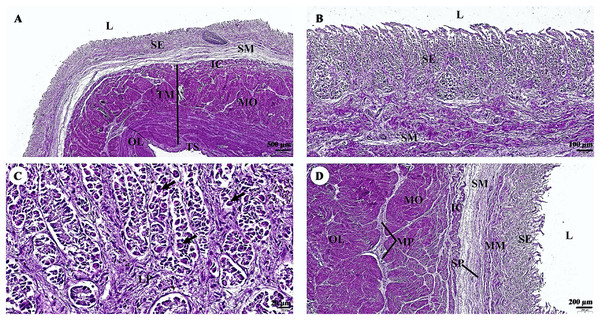 (A–D) Light microscopy micrographs at different magnifications of the stomach (Fundus).
