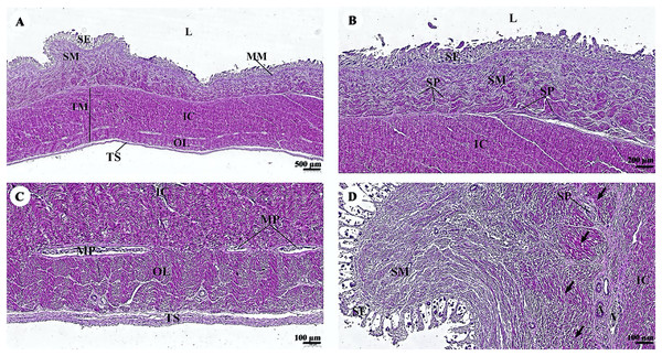 (A–D) Light microscopy micrographs at different magnifications of the small intestine (jejunum).