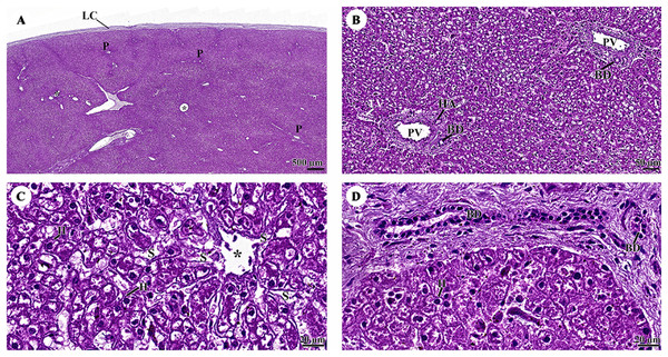 (A–D) Light microscopy micrographs at different magnifications of the liver.