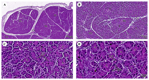 (A–D) Light microscopy micrographs at different magnifications of the pancreas.