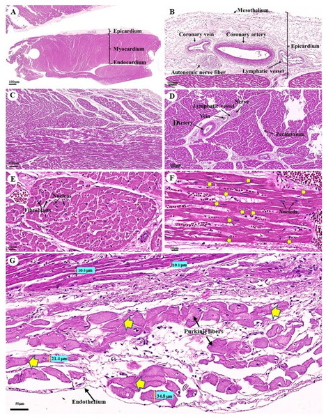 Low and high magnification (1× to 40×) of histological sections of cardiac muscle from ventricle (A), epicardium of heart (B), myocardium layer of heart (C), cardiac muscle bundle in cross section (D and E), cardiac muscle fibers in longitudinal section (F) and endocardium of heart (G).