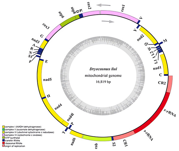 Mitochondrial genome of Dryocosmus liui sequenced in this study.