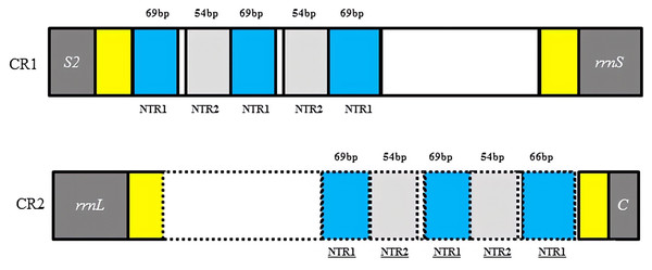 Structures of the two control regions in Dryocosmus liui mitochondrial genome.