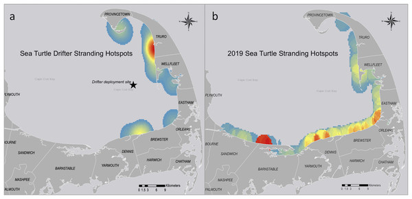 Stranding hotspots for the sea turtle-shaped drifters and sea turtles in Cape Cod Bay, Massachusetts, 2019.