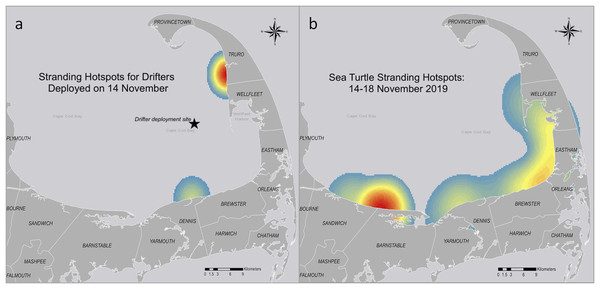 Comparison of sea turtle-shaped drifter and cold-stunned sea turtle stranding hotspots in Cape Cod Bay, Massachusetts from 14–18 November, 2019.
