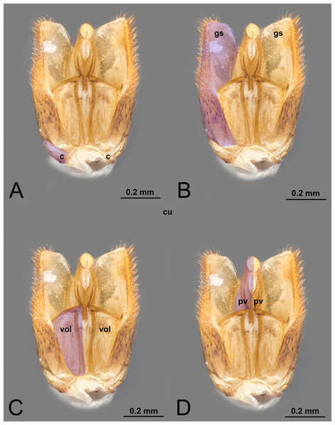 Ventral view of male genitalia of Melanichneumon lissorufus (Ichneumonidae: Ichneumoninae) with different elements highlighted as follow: (A) Cupula (c). (B) Gonostyle (gs). (C) Volsella (vol). (D) Penisvalva (pv).