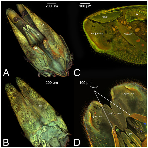 CLSM volume rendered images of male genitalia of Netelia sp. (Ichneumonidae: Tryphoninae). (A) Ventral view. (B) Dorsal view. (C) Gonostyle, right apical view. (D) Gonostyle, apical view.