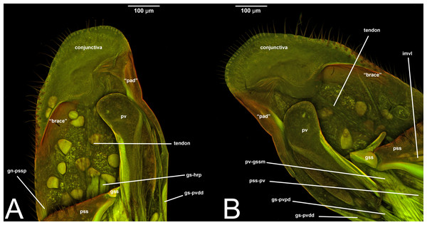 CLSM volume rendered images of male genitalia of Netelia sp. (Ichneumonidae: Tryphoninae). (A) Right gonostyle, median view. (B) Left gonostyle, median view.