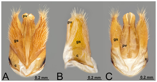 Male genitalia of Labena grallator (Ichneumonidae: Labeninae). (A) Ventral view. (B) Lateral view. (C) Dorsal view.