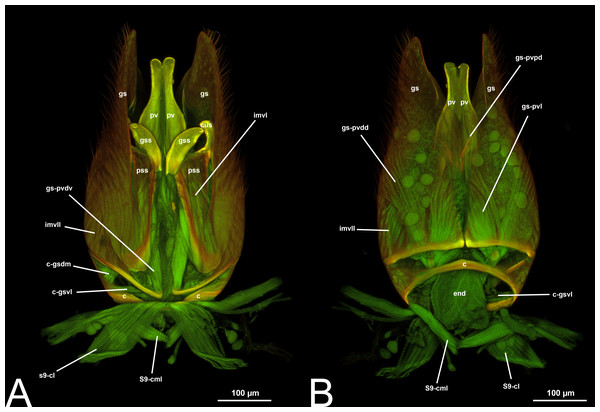 CLSM volume rendered images of male genitalia of Xorides eastoni (Ichneumonidae: Xoridinae). (A) Ventral view. (B) Dorsal view.