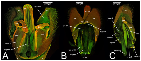 CLSM volume rendered images of male genitalia of Rhyssa persuasoria (Ichneumonidae: Rhyssinae). (A) Ventral view. (B) Dorsal view. (C) Median view.