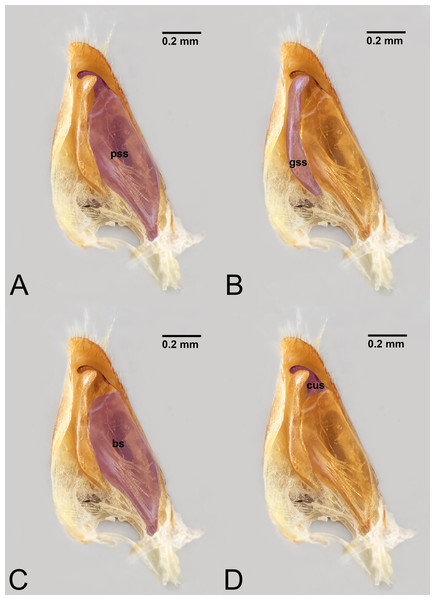 Median view of volsella of Labena grallator (Ichneumonidae: Labeninae) with different elements highlighted as follow: (A) Parossiculus (pss). (B) Gonossiculus (gss). (C) Basivolsella (bas). (D) Cuspis (cus).