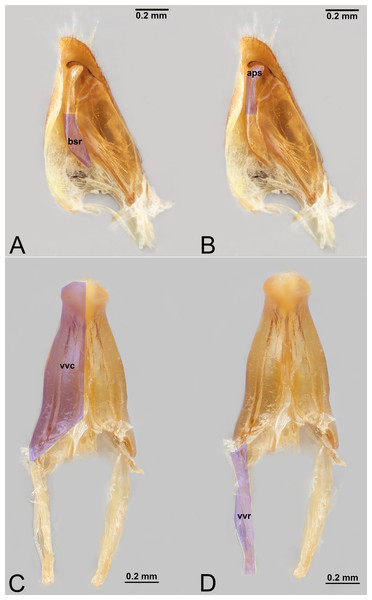 Male genitalia of Labena grallator (Ichneumonidae: Labeninae) with different elements highlighted as follow: (A–B) Volsella, median view. (A) Basiura (bsr). (B) Apiceps (aps). (C–D) Penisvalva, ventral view. (C) Valviceps (vvc). (D) Valvura (vvr).
