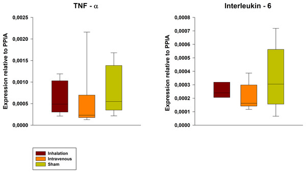 Pulmonary mRNA expression of TNF-alpha and IL-6.