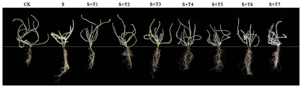 A representative figure of the phenotypic differences of R. soongorica seedlings under different treatments.