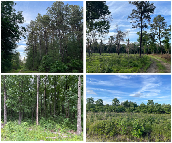 Habitat types of (A) pitch pine, (B) treated pitch pine, (C) hardwood, and (D) scrub oak in two managed pine barrens, Montague Plains WMA (Massachusetts) and Concord Pine Barrens (New Hampshire).