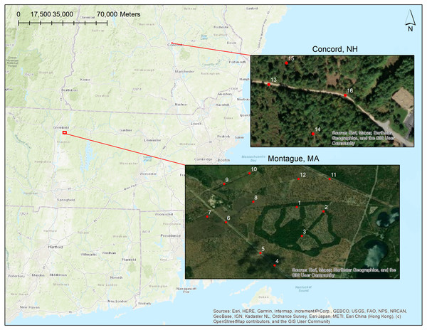 Map overview of survey locations at Montague WMA (Massachusetts, aerial imagery from summer 2019) and Concord Pine Barrens (southern New Hampshire; imagery from summer 2019).