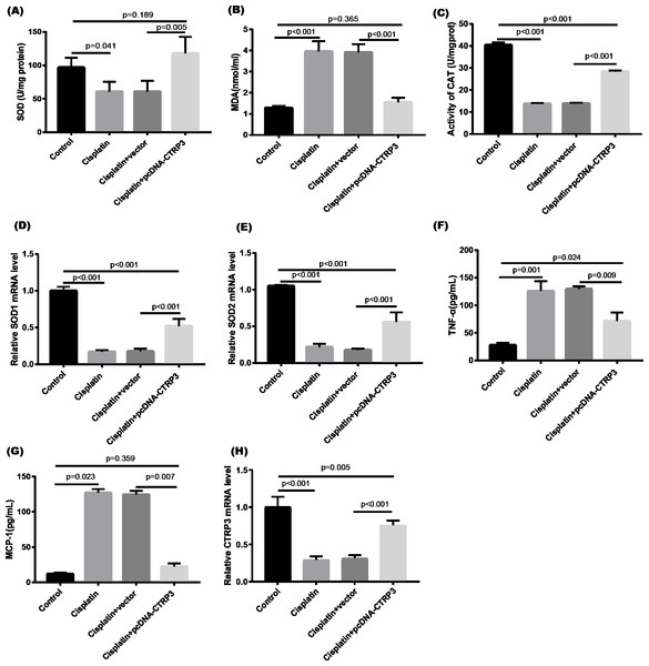 Effect of CTRP3 overexpression on cisplatin-induced oxidative stress and inflammatory response in HK-2 cells.