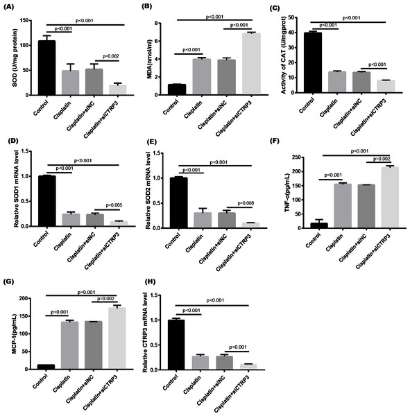Effect of CTRP3 silencing on cisplatin-induced oxidative stress and inflammatory response in HK-2 cells.