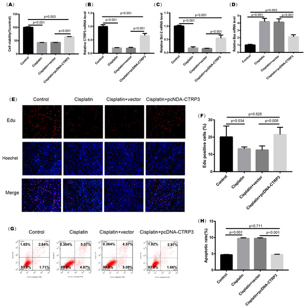 Effect of CTRP3 overexpression on cisplatin-induced cisplatin-induced proliferation and apoptosis.
