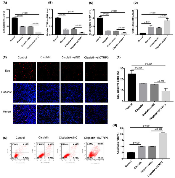 Effect of CTRP3 silencing on cisplatin-induced proliferation and apoptosis.