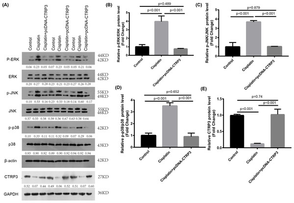 Effect of CTRP3 overexpression on MAPK signaling pathway.