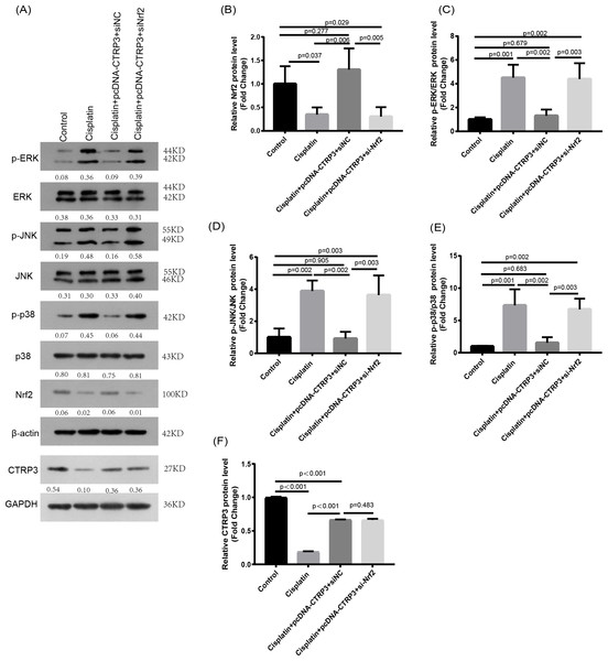 Effect of siNrf2 on MAPK signaling pathway.