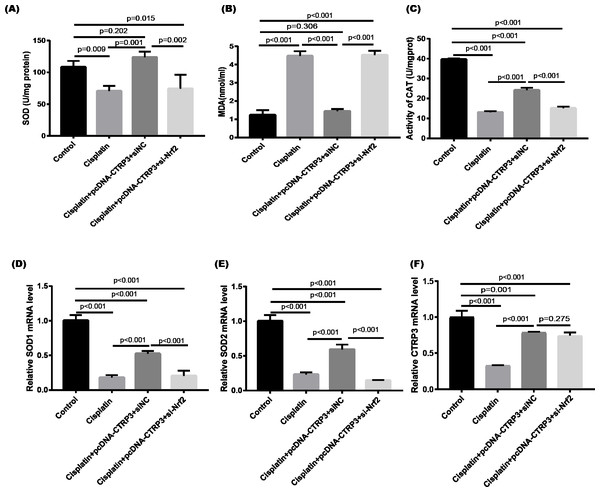 Effect of siNrf2 on cisplatin-induced oxidative stress in HK-2 cells.
