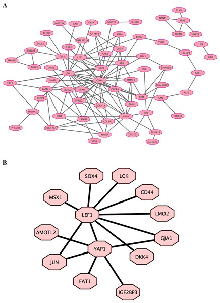 Protein–protein interactions network.
