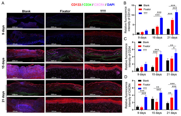 TTT could effectively increase CD34/CD133 and CXCR4 expression in wound skin.