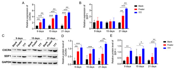 TTT promoted mRNA and protein expression of CXCR4 and SDF-1.