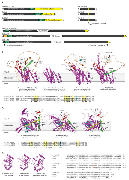 Structural analysis of H. sapiens, S. cerevisiae, and C. albicans Hrd1, Doa10, and Ubc7 homologs.
