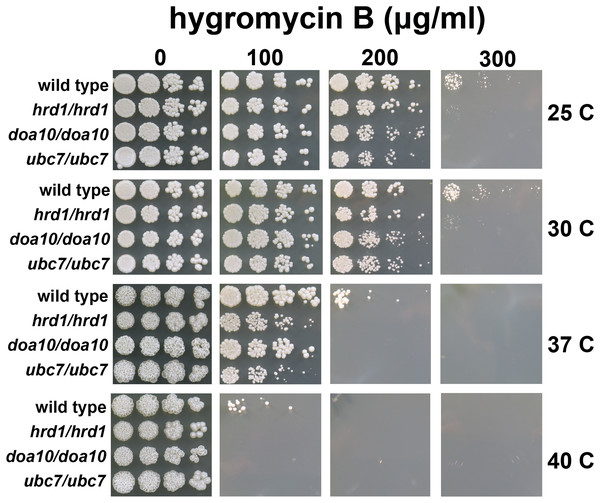 C. albicans ERAD enzymes confer resistance to hygromycin B.
