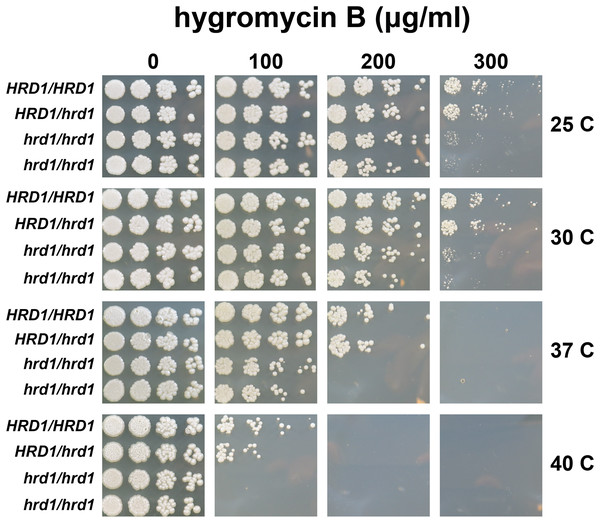 A single copy of C. albicans HRD1 is sufficient to confer resistance to hygromycin B.