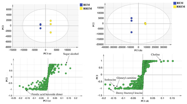 OPLS-DA score plot of REM and RREM.