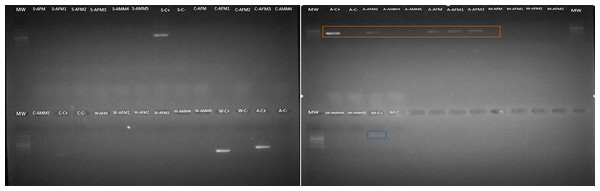Arsenophonus detection in S. frugiperda corn strain gut microbiota based on specific primers.