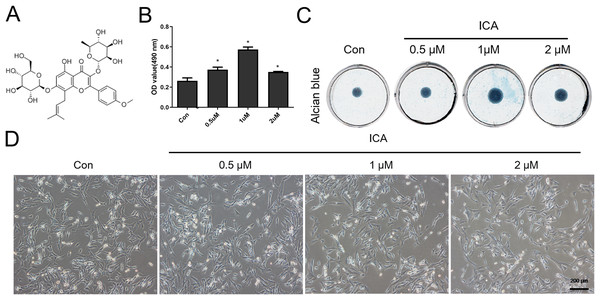 Screening for the optimal concentration of ICA for chondrocyte treatment.