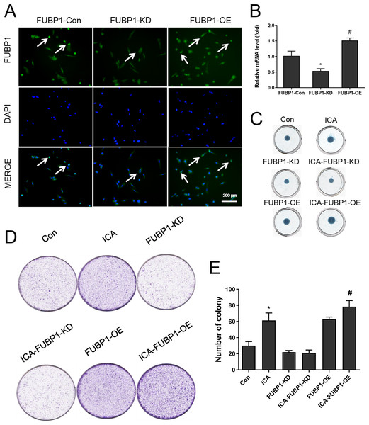 The effect of FUBP1 on chondrocyte proliferation and extramatrix synthesis.