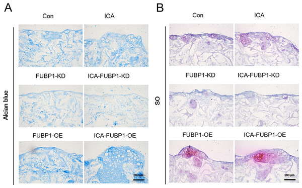 FUBP1 potentiates cartilage regeneration from chondrocytes stimulated by ICA.