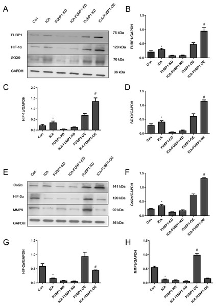 FUBP1 activates the HIF-1α signaling pathway and inhibits the HIF-2α signaling pathway to benefit chondrocytes.