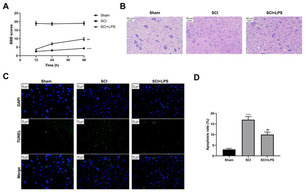 Low-dose LPS alleviates neurologic dysfunctions and histopathological damage in the in vivo SCI model.