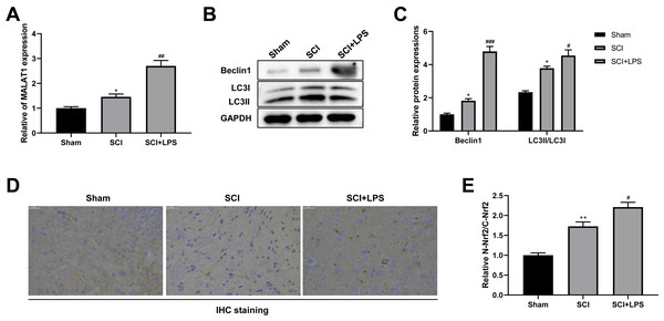 Low-dose LPS increases MALAT1 expression, activates autophagy, and induces Nrf2 nuclear translocation in the in vivo SCI model.