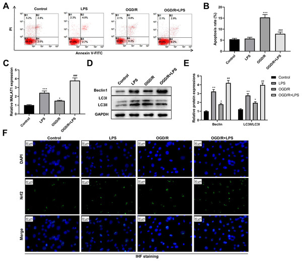 Low-dose LPS suppresses cell apoptosis, increases MALAT1 expression, activates autophagy, and promotes Nrf2 nuclear translocation in the in vitro SCI model.