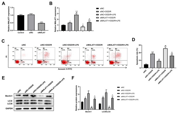 Low-dose LPS inhibits cell apoptosis and promotes autophagy by upregulating MALAT1 expression in the in vitro SCI model.