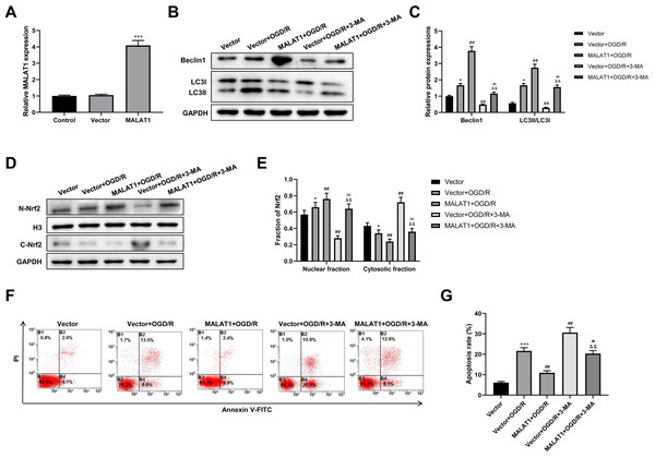 MALAT1 inhibits cell apoptosis and promotes autophagy by promoting Nrf2 nuclear translocation in the in vitro SCI model.