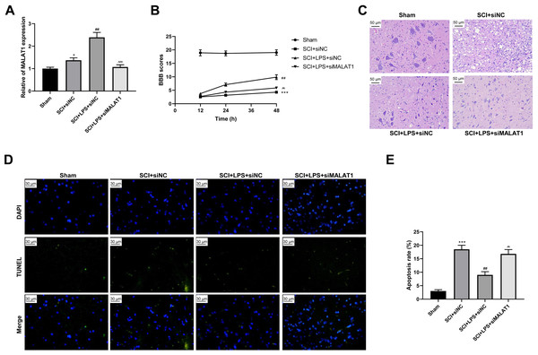 Low-dose LPS alleviates neurologic dysfunctions and histopathological damage by upregulating MALAT1 in the in vivo SCI model.